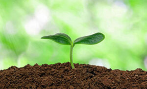 Plant Nutrients Blog Thumbnail Image